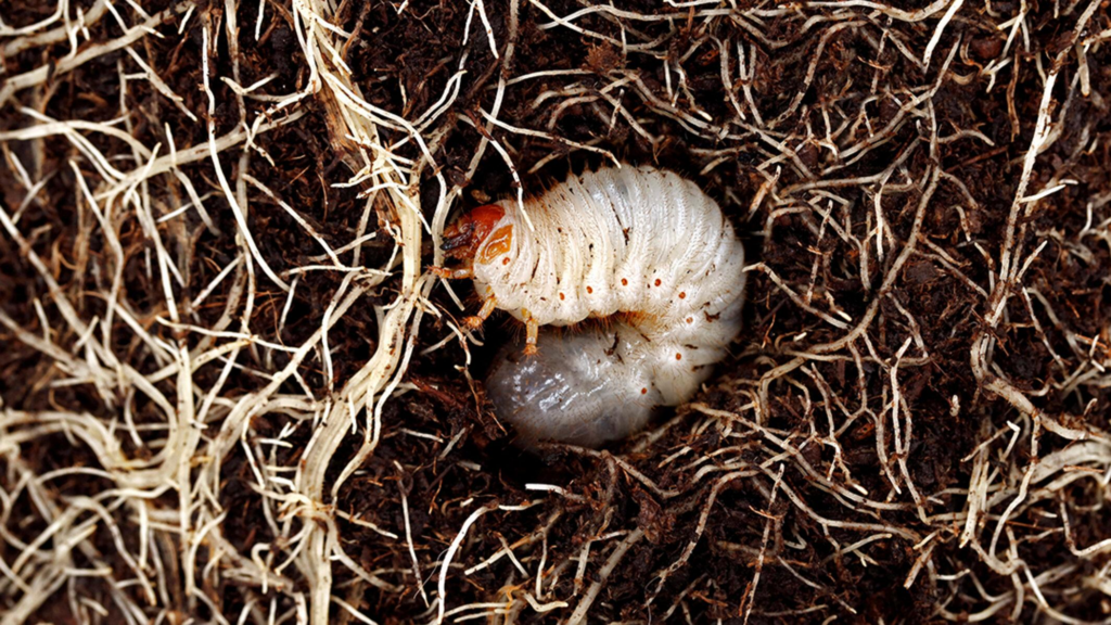 Root Grub