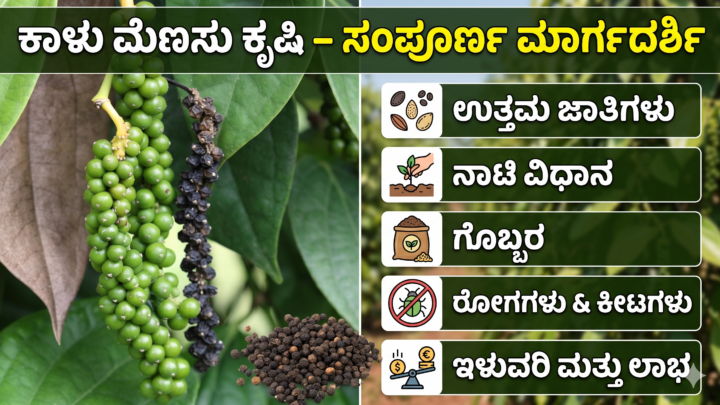 Black Pepper