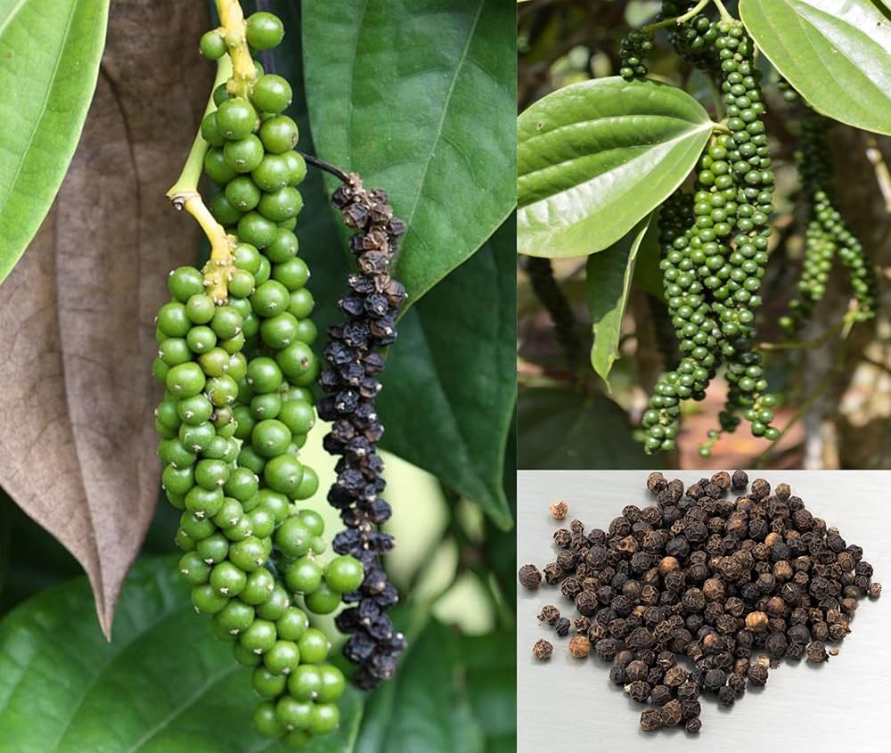 Black Pepper