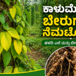 ಬೇರುಗಂಟು ನೆಮಟೋಡ್