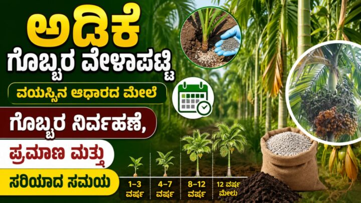 Arecanut Nutrient Management