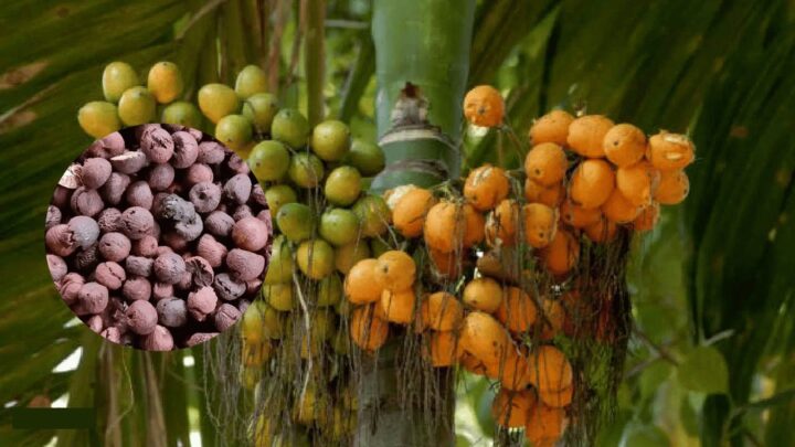 ಇಂದಿನ ಅಡಿಕೆ ದರ: ಉಡುಪಿ, ದಾವಣಗೆರೆ, ಉತ್ತರ ಕನ್ನಡ ಮಾರುಕಟ್ಟೆ ಧಾರಣೆ | 21 ಜುಲೈ 2026