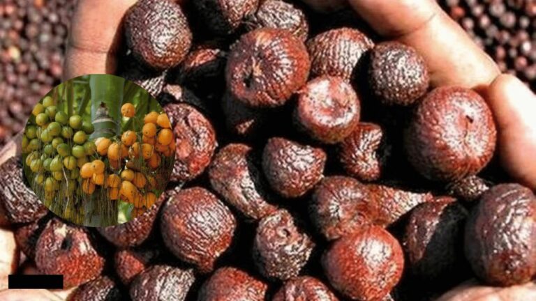 ಇಂದಿನ ಅಡಿಕೆ ದರ: ಶಿವಮೊಗ್ಗ, ದಾವಣಗೆರೆ, ಉತ್ತರ ಕನ್ನಡ ಮಾರುಕಟ್ಟೆ ಧಾರಣೆ | 24 ಜುಲೈ 2026