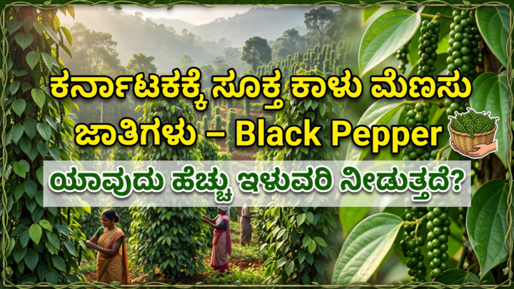 Black Pepper ಕಾಳು ಮೆಣಸು