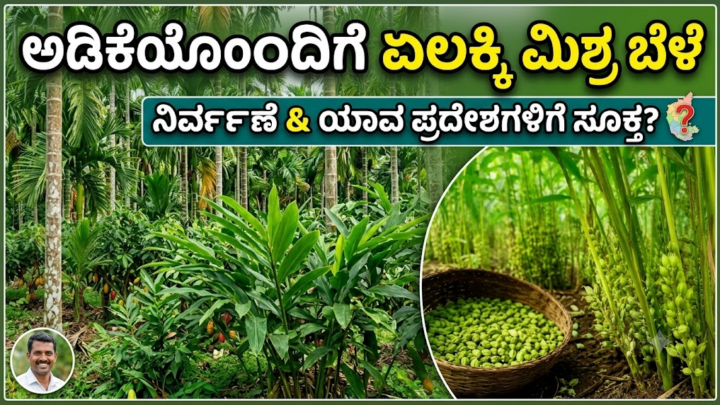 ಏಲಕ್ಕಿ