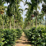 ಕಾಫಿ